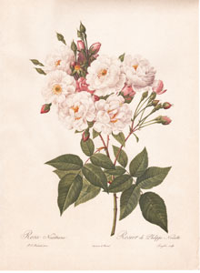 Vintage Pierre-Joseph Redoute roses and flowers